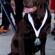 Illustration for article titled Escaped Dog Runs Half-Marathon, Wins Medal, Gets Neutered